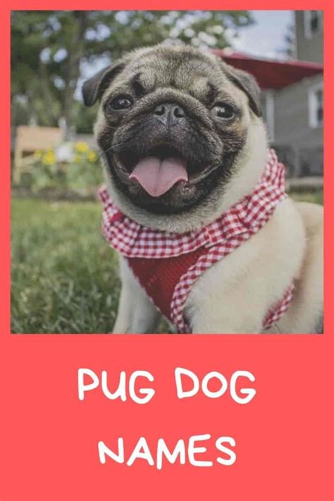 +120 Most Popular Pug Dog Names of 2024