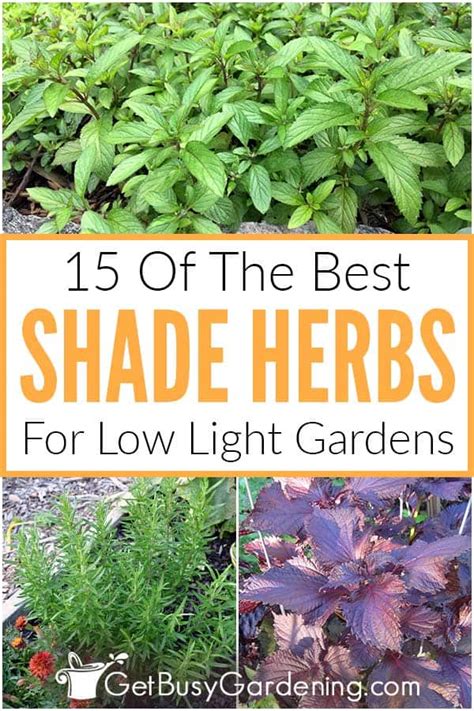 15 Of The Best Herbs That Grow Well In Shade Gardens