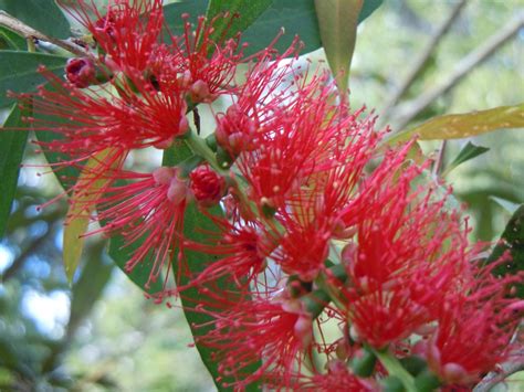 Melaleuca Viminalis Plantas Comunes En Medellín · Naturalista Colombia