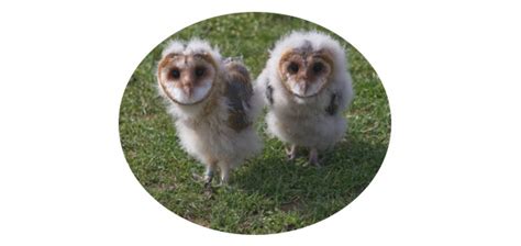 Baby Owl: All The Facts, Care, and Pictures I TheBirdPedia