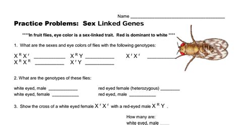Practice Sex Linked Traits Pdf Google Drive