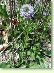 Kugelblume Heilpflanze Der Volksmedizin