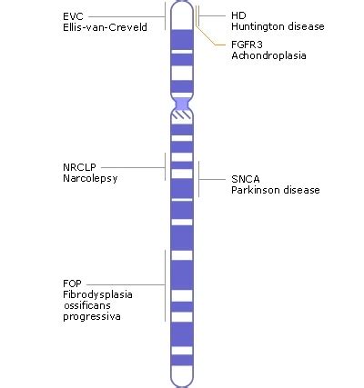 Chromosomal mutation - Definition and Examples - Biology Online Dictionary