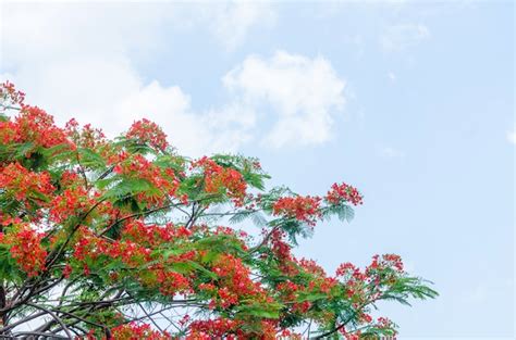 Free Photo | Royal poinciana tree