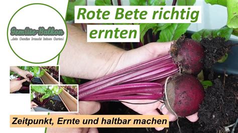 Rote Bete Richtig Ernten Den Passenden Zeitpunkt Erkennen Und Tipps