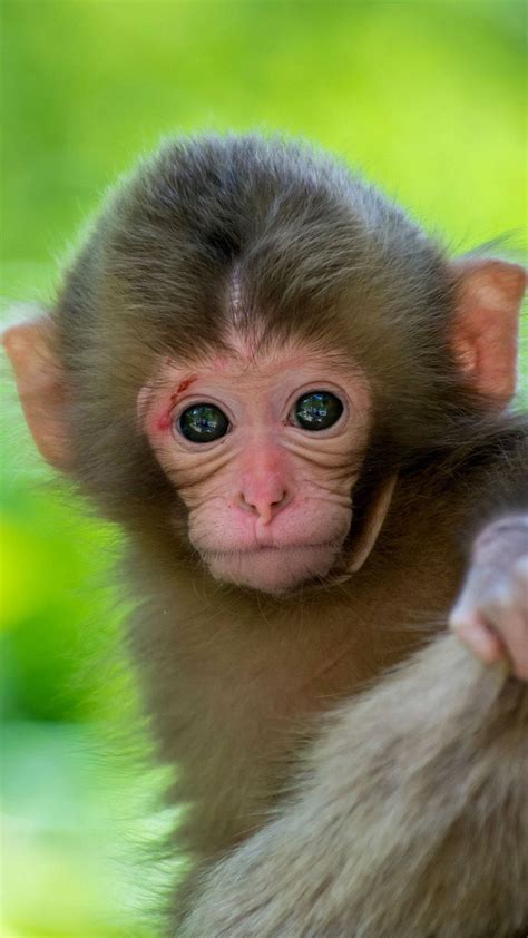 Funny Baby Monkey Wallpaper Hd Infoupdate Org