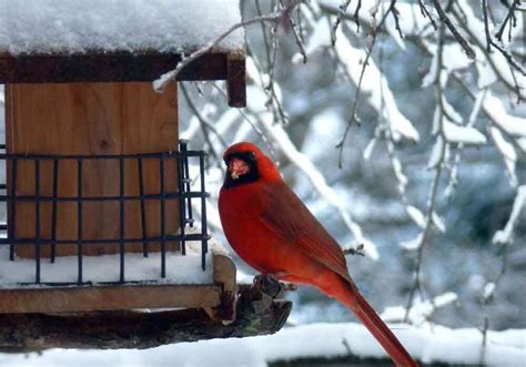 Bird Feeders That Attract Cardinals - Tips & Recommendations