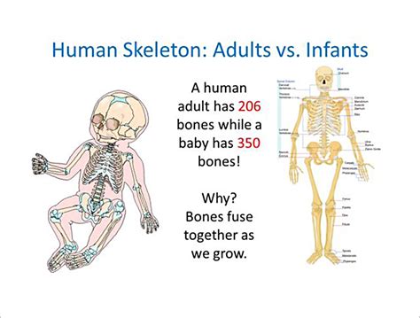 Learn About The Secrets Of Human Bones Through Human Specimens