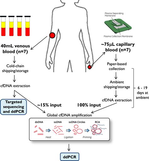 Whole Genome Amplification Of Cell Free Dna Enables Detection Of