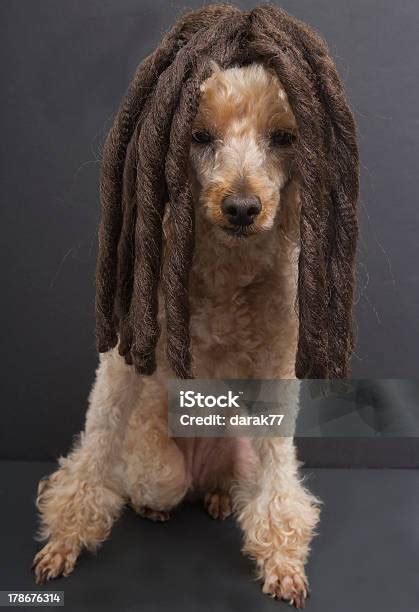 Poodle With Dreadlocks Posing Stock Photo Download Image Now Animal