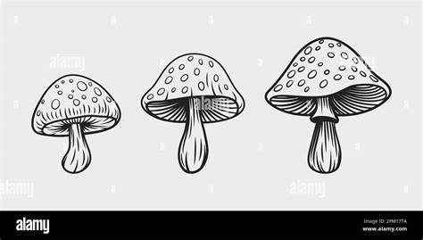 Vector Hand Drawn Mushroom With Outline Icon Set Isolated Amanita