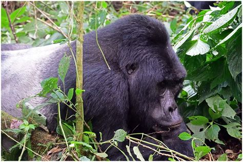 Species Of Gorillas | African Gorilla Species | Types Of Gorillas