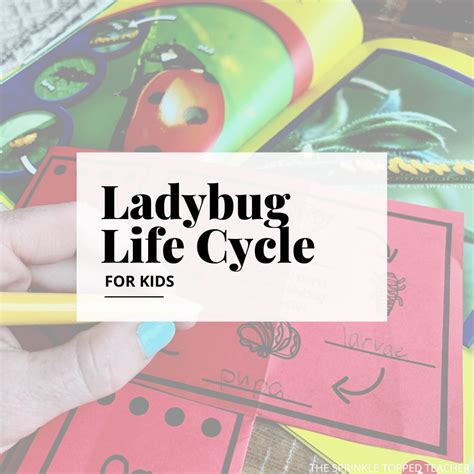 Ladybug Life Cycle Printable Research Project