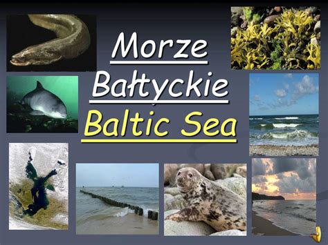 PPT Morze Bałtyckie Baltic Sea PowerPoint Presentation free download