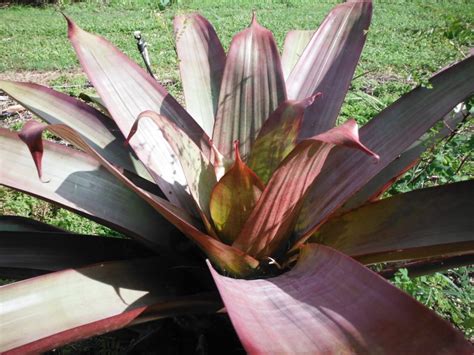 The Imperial Bromeliad Alcantarea Imperialis Richard Lyons Nursery