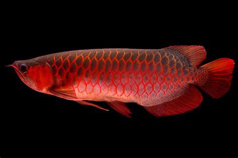 Arowana Hd Wallpapers