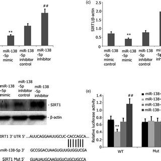 SIRT1 Is A Downstream Target Of MiR 138 5p A C MIR 138 3p Was