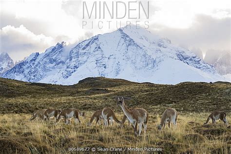 Guanaco stock photo - Minden Pictures