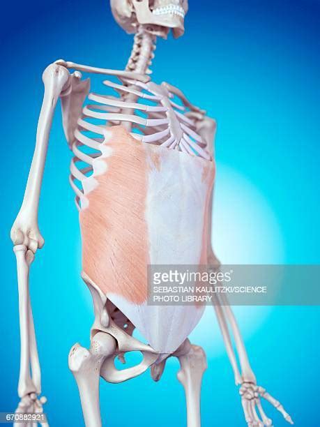 Oblique Muscles High Res Illustrations - Getty Images