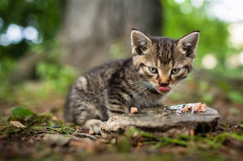 Qu Darle De Comer A Un Gato De Meses Tu Gato Curioso