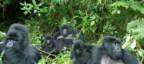 Day Gorilla Trekking Safari At Bwindi Impenetrable National Park Uganda