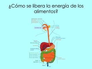 De Donde Obtiene Energia El Cuerpo PPT