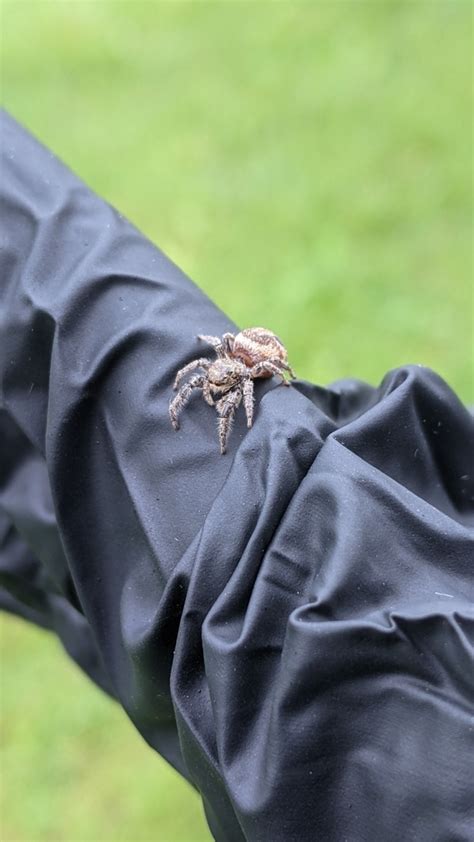 Jumping Spiders From Saint John Nb E2k 5s2 Canada On July 6 2021 At