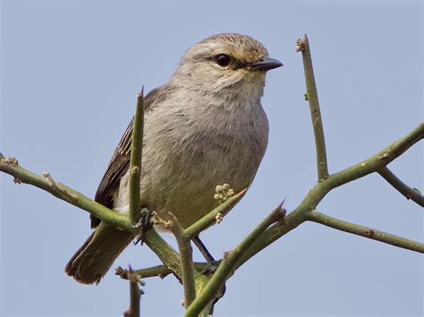 African Gray Flycatcher Ebird