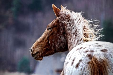 The Appaloosa Horse | Love the Energy