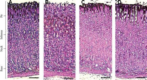 Light Micrograph Of Histochemical Staining Of Periodic Acidschiff