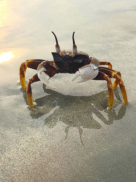 Horned Ghost Crab Stock Photos, Pictures & Royalty-Free Images - iStock