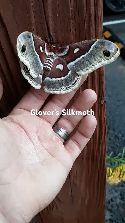 Grand Canyon Silkmoth Glovers Silkmoth Arizonanature Grandcanyon