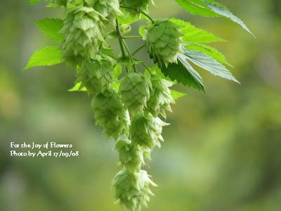 For the Joy of Flowers: Ornamental Hops* Vine - Today's Flowers