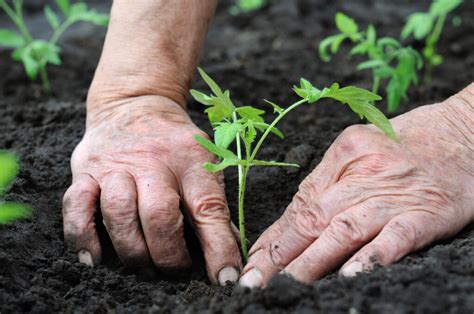 Qué es la agricultura regenerativa y cuáles son sus ventajas