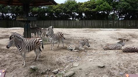 【動物】グラントシマウマ Grantzebra 東武動物公園 Tobu Zoo 令和元年6月11日） Youtube