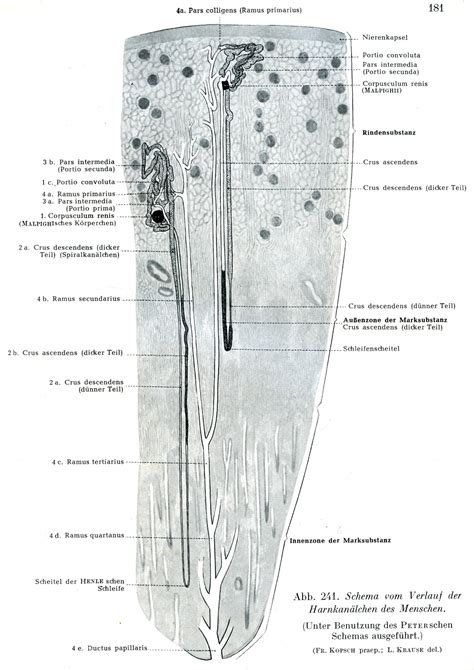 Rauber Kopsch Abb