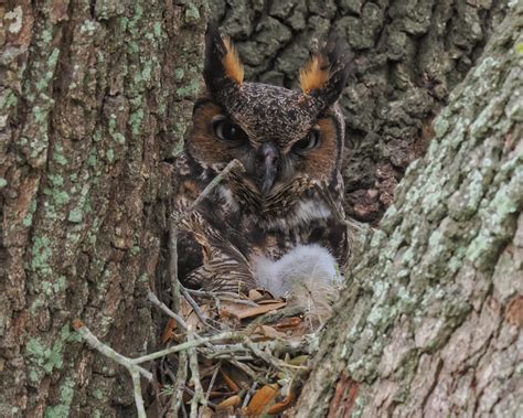 Female Great Horned Owl Om3884 410 Bubo Virginianus Wit Flickr