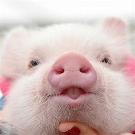 6 faits sur les cochons qui en font un animal vraiment rigolo Bébé