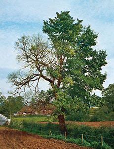 Dutch elm disease | Description, History, Symptoms, & Control | Britannica