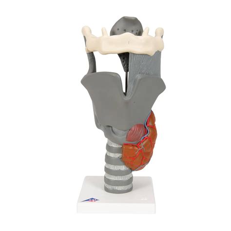 3B Scientific - Functional Human Larynx Anatomy Model