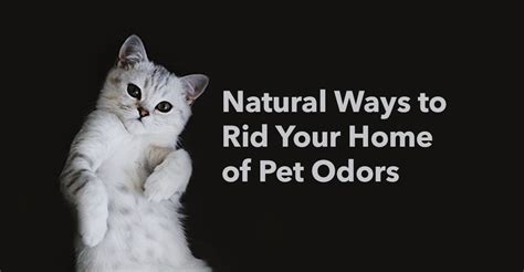 Natural Ways To Remove Pet Odors From Your Home