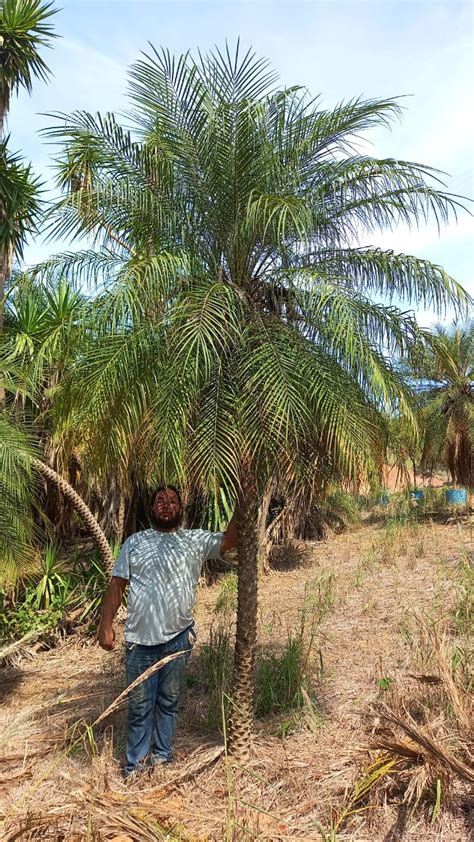 Palmeiras E Coqueiros Holambra Plantas Adultas