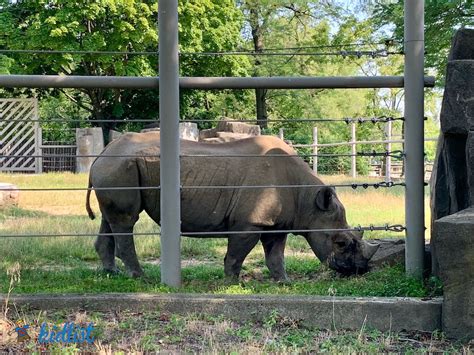 Insider Tips for Planning Your Visit Brookfield Zoo