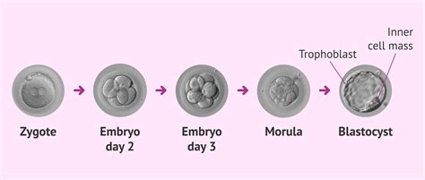 Stages of embryonic development and blastocyst structures