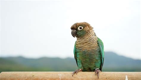 Turquoise Green Cheek Conure Complete Information | Petshoods