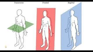 Biomechanics Ch 1 5 Review Concepts Flashcards Quizlet