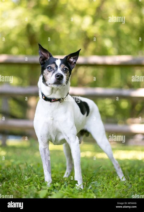 A Rat Terrier Mixed Breed Dog Outdoors Stock Photo Alamy