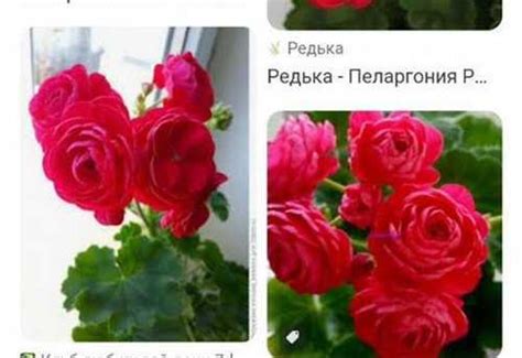 Розебудная Герань Пеларгония Вива Розита | Festima.Ru - Мониторинг ...
