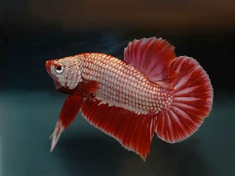 The Complete Giant Betta Care Guide | Fishkeeping World