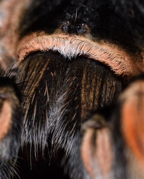 We Meet At Last Brachypelma Smithi Reptile Forums